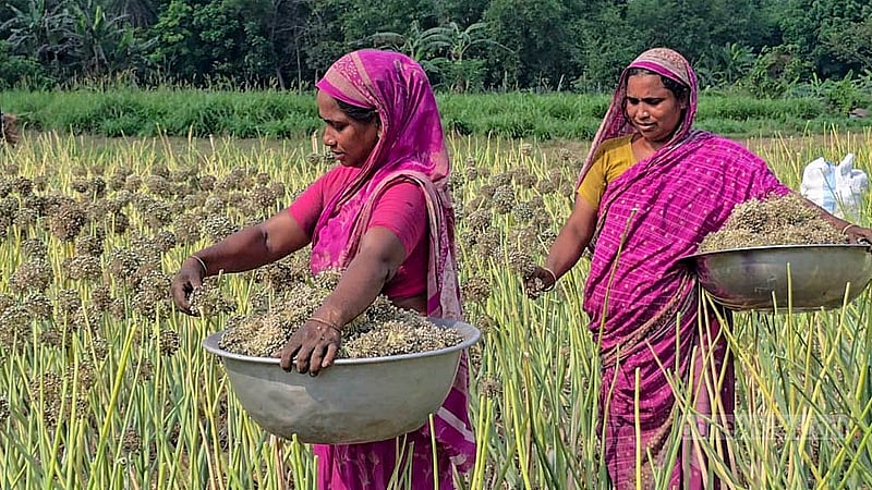 Onion seeds have ripened inside the dried flowers in Faridpur. The sun is helping them mature further. Soon, the seeds will be extracted from these flowers. Photo: Sheikh Mofijur Rahman Shipon