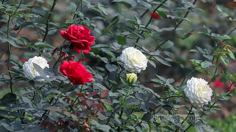 The gardens of Ramna Park have 10 different varieties of roses in different shades. Photo taken on Tuesday, Jan 21, 2025. Photo: Abdullah al Momin