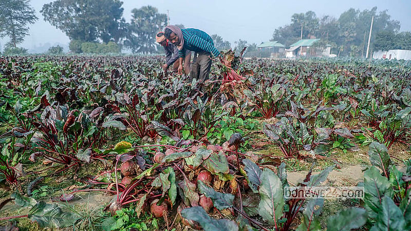 Beet roots are cultivated at several villages in Dhaka’s Savar and Manikganj’s Singair Upazila. Previously, the nutritious vegetable had to be imported from abroad, but now it is grown domestically. Farmers sell their beet roots for Tk 30-45 per kg. Photo: Abdullah al Momin