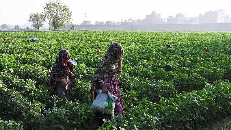 Women work in the field, on the outskirts of Hyderabad, Pakistan April 25, 2025. REUTERS