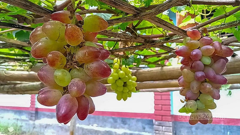 A bunch of coloured grapes hang in a vineyard owned by Zillur Rahman in Rajbari. Photo: Shamim Reza