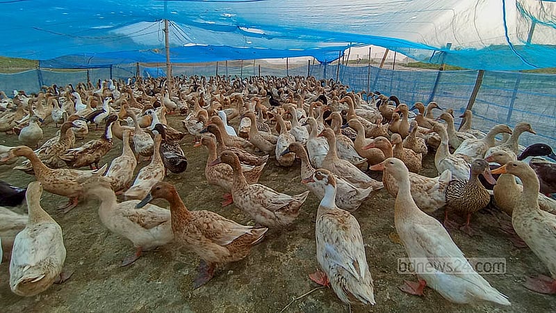 About 600 ducks are kept in a mobile coop in Jobaibil village in Naogaon’s Porsha. Photo: Abul Hayat Shaheen