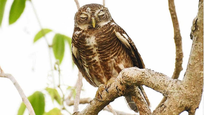 An Asian spotted owl remains motionless, resting on a tree branch in Khagrachhari's Bara Kangrakhaiya forest.