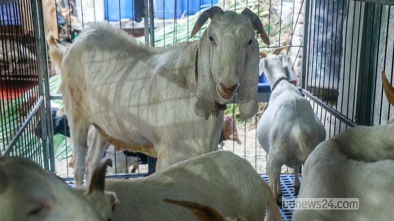 Farms in Dhaka’s Bosila also have goats of different breeds. Depending on breed and size, prices range from Tk 15,000 to Tk 100,000. Photo: Abdullah Al Momin