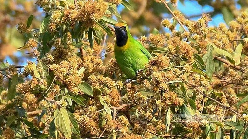 Perched atop a white siris tree, a Harbola settles into the quiet rhythm of the Bara Kangrakhaiya forest in Khagrachhari.
