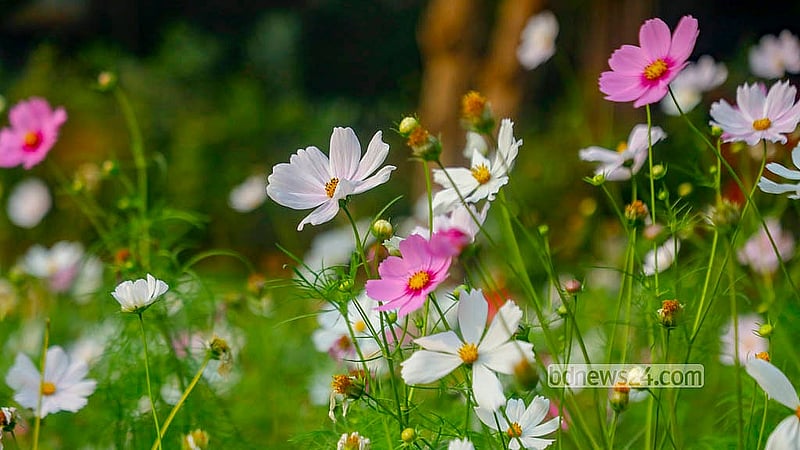 The festival has been decorated with 29 different varieties of flowers from Bangladesh and abroad. The event will conclude on Tuesday, Jan 20, 2026. Photo: Abdullah al Momin