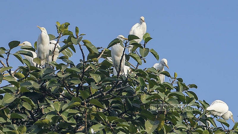 A flock of egrets perches on a tree. Due to deforestation and poachers, this bird has moved further away from human settlements. Photo: Abdullah Al Momin