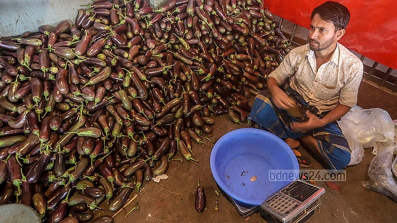 Eggplants are priced at Tk 30 to Tk 50 per kg. Photo: Abdullah al Momin