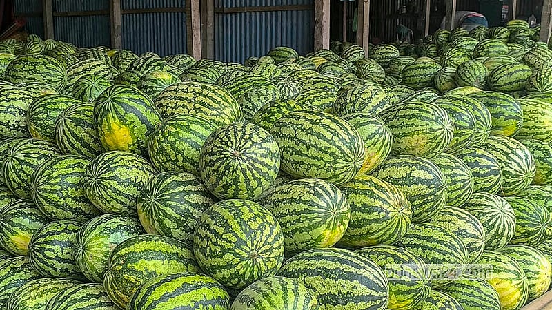 Local farmers bring large quantities of watermelons to the Mustafapur fruit warehouse in Madaripur, where prices are also affordable. Photo: Ripon Chandra Mallick