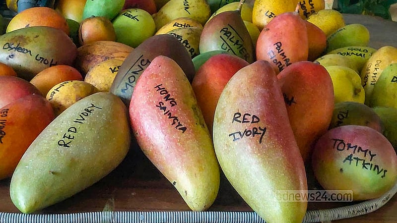 Different varieties of foreign mangoes grow on the trees at the “Fruits Valley Agro” orchard established on land that once belonged to an abandoned brickfield in Chandpur Sadar Upazila. Entrepreneur Helal Uddin says that last year he sold 47 varieties of mangoes for Tk 600,000. Photo: Shovon Al Imran