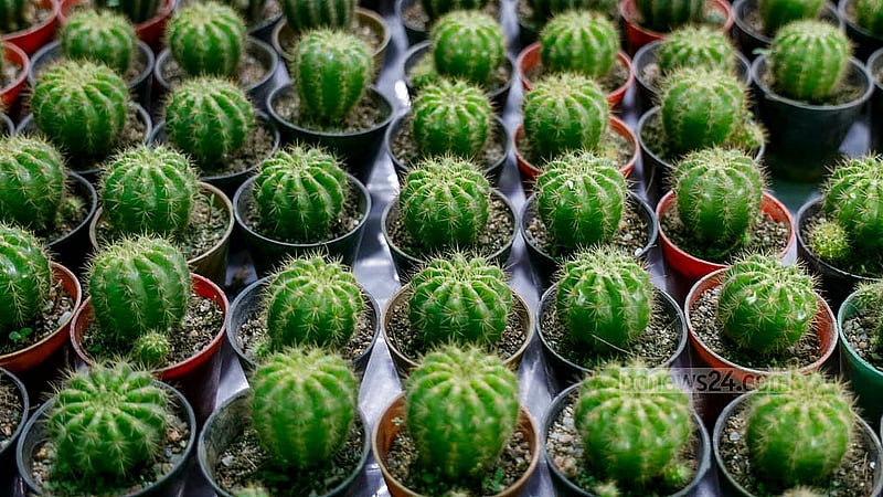 The fair offers a variety of indoor plants, particularly cacti, which are sought after because they need little care to grow. Photo: Mahmud Zaman Ovi