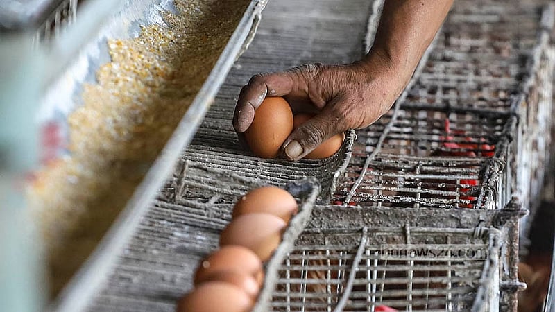 A dozen eggs are being sold for Tk 135 at this poultry farm in the Ghoshkanda area of Dhaka’s South Keraniganj. Photo: Abdullah al Momin