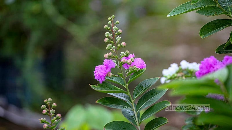 Local and foreign varieties of flowers and fruit trees occupy the rooftop of Building No. 1 at Bangladesh Medical University in Dhaka. Credit: Abdullah Al Momin