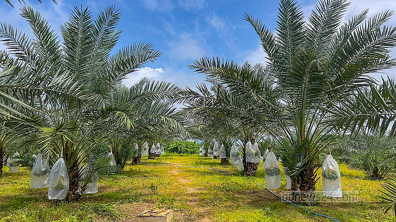 Rows of date trees are seen on the medium-sized hilly terrain in Matiranga, Khagrachhari. Photo: Samir Mallik