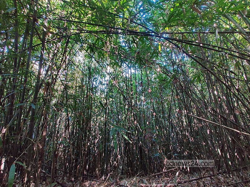 A cluster of bamboo groves carefully preserved within the forest.