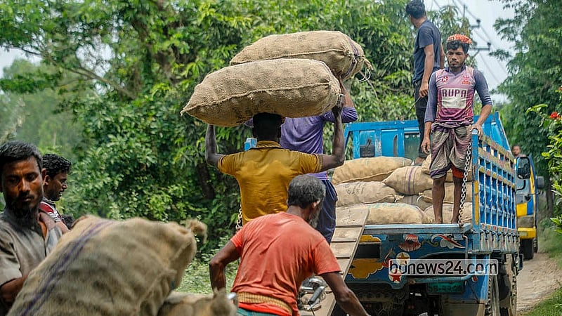 Sacks of potatoes brought from the fields are loaded onto trucks. From here, they will be taken to cold storage. Photo: Abdullah Al Momin