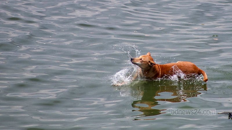 Children swim in the lake near the Purbachal Expressway in Dhaka. A pet dog also joined them. Photo: Shamim-Us-Salehin