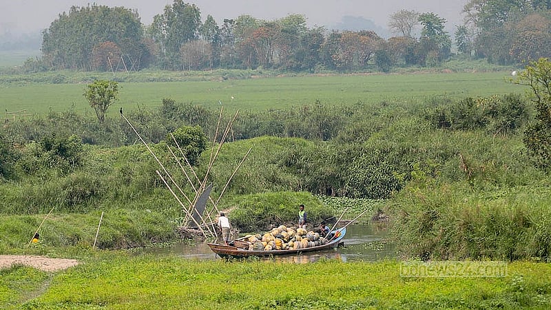 Ripe pumpkins cultivated in Arial Beel are being carried on a motor-driven boat for sale. Photo: Abdullah Al Momin