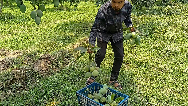 Farmers in Naogaon have started picking Guti mangoes on Friday, May 24, 2025. Photo: Sadequl Islam