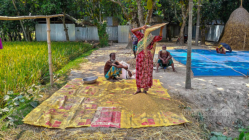 A woman cleans the impurities from a fresh batch of Boro rice in the Taluk Manduar area of Gaibandha Sadar Upazila. Photo: tazul islam Reza