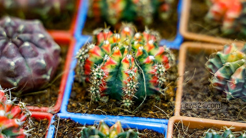 Visitors can view a diverse selection of colourful cacti on display at the National Tree Fair. Photo: Mahmud Zaman Ovi
