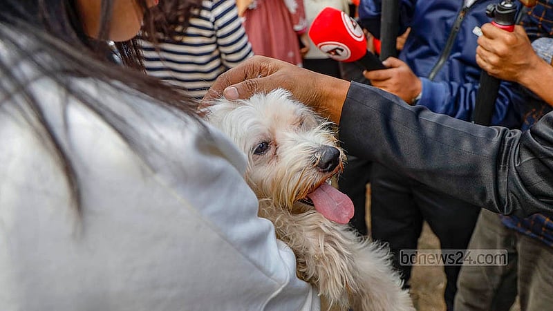 An American Lhasa dog named Yulo among the other pets at the Dhaka University Pet Carnival on Tuesday, Jan 20, 2026.Photo: Mahmud Zaman Ovi