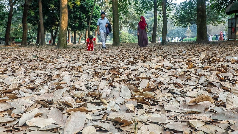 The exquisite charm of Ramna Park and its golden blanket of leaves enchants all who come to stroll through it.  Photo: Abdullah al Momin