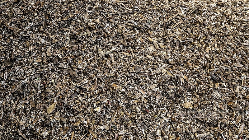 A pharmaceutical company buys these crushed bones to produce capsule shells. Each tonne is sold for Tk 25,000. Photo: Abdullah al Momin