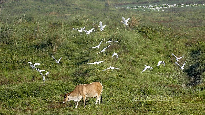 White egrets roam in flocks in search of food in the fields, Haors, rivers or farmland that stretches to the horizon in Dhaka’s South Keraniganj. Photo: Abdullah Al Momin