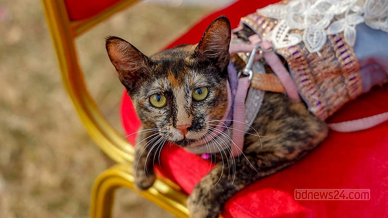 A pet cat named Mithu Moni lounges on a chair, soaking up the sunshine on Tuesday, Jan 20, 2026, at the Dhaka University Pet Carnival.Photo: Mahmud Zaman Ovi