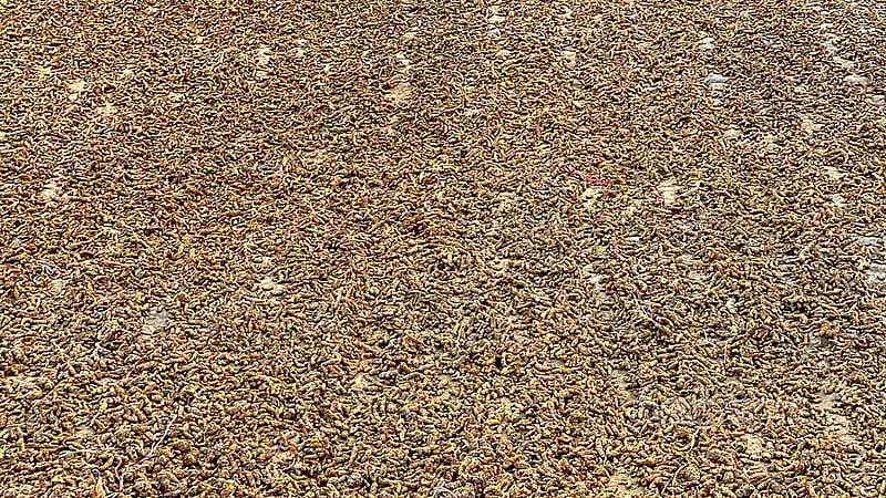 A maund (about 40kg) of dried turmeric sells for nearly Tk 8,500 in the Mahbubnagar area of Khagrachhari’s Ramgarh.