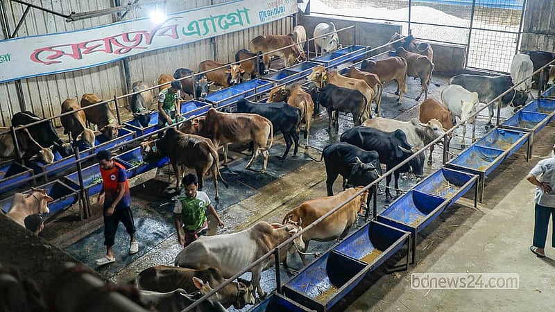Farms in Mohammadpur’s Bosila are offering cattle priced between Tk 60,000 and Tk 1.2 million. Photo: Abdullah Al Momin