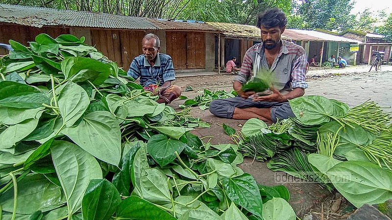 Farmers sit in Jadupar market sorting their leaves before they are sent off to different parts of the country. Photo: Abul Hayat Shahin