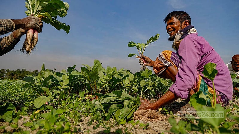 Radish green harvesting continues in the fields, with farmers working amidst joy and laughter. Photo: Mahmud Zaman Ovi