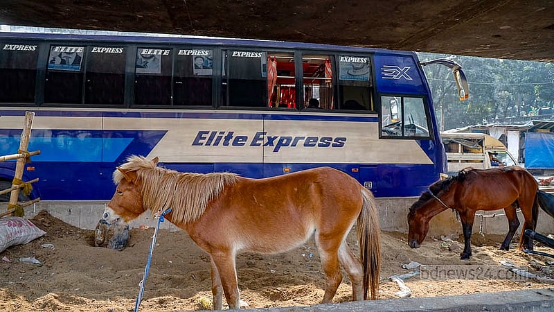 Horses are tied up under the Jatrabari-Gulistan Flyover in Bangabazar of Dhaka’s Gulistan. Photo: Mahmud Zaman Ovi