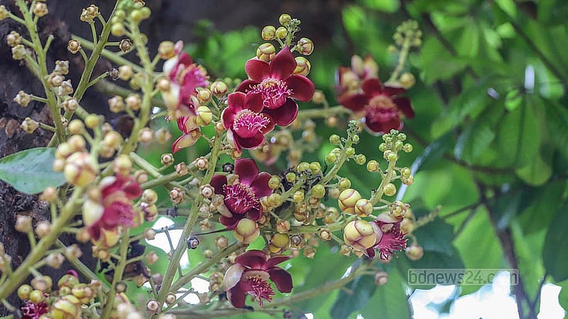 Nagalingam flower blooms at Dhaka University’s Curzon Hall. This attractive bloom resembles snake hoods and probably got its name from the resemblance. Photo: Abdullah al Momin