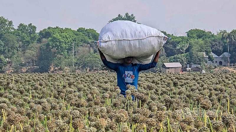 Onion seeds cultivation covers about 1,854 hectares of land in Faridpur. Farmers say that each hectare has yielded about 870 kg of seeds this year. Photo: Sheikh Mofijur Rahman Shipon