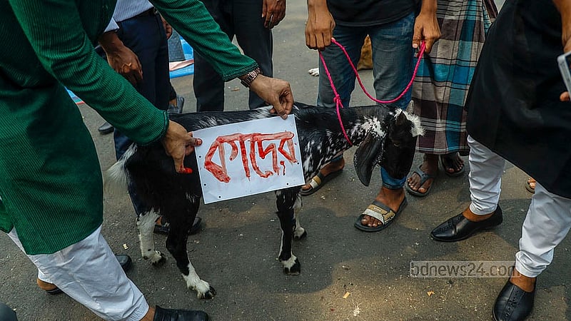 Members of the Private University National Association of Bangladesh bring a goat to sacrifice in the name of Awami League General Secretary Obaidul Quader in Shahbagh to mark the interim government’s decision to ban the activities of the ousted Awami League on Monday, May 12, 2025. Photo: Mahmud Zaman Ovi