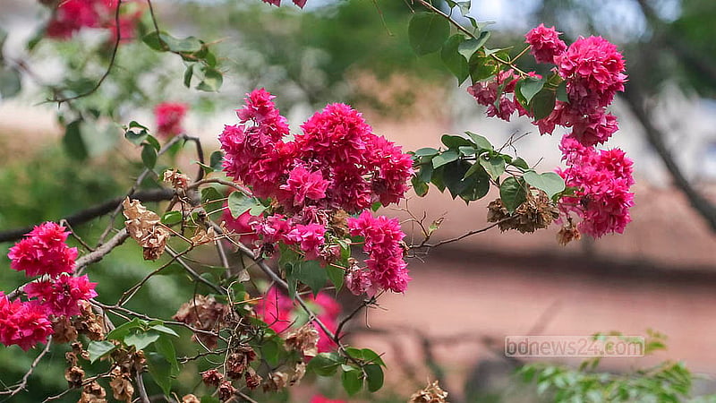 Different summer flowers add to the beauty of the Dhaka University campus. Photo: Abdullah al Momin