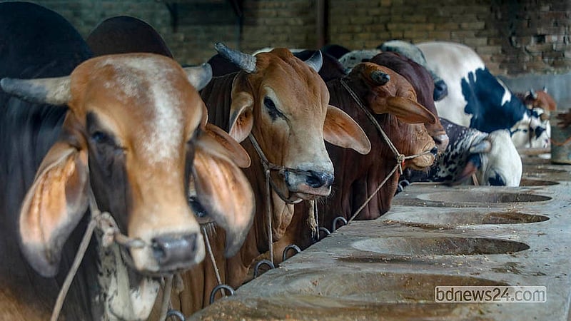 Many buyers are leaving purchased sacrificial animals in the care of farm owners until Eid. The farms will deliver the animals to buyers’ homes before the sacrifice. Photo: Abdullah Al Momin