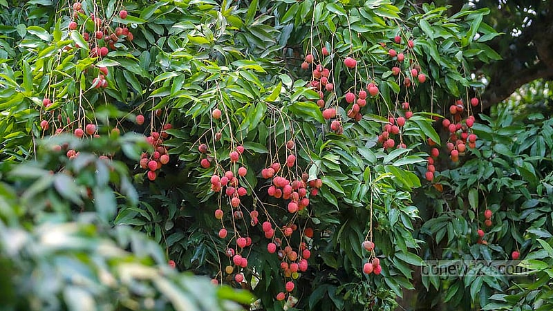 Bunches of ripe lychees hang from the trees at Gabtoli in Narayanganj's Sonargaon. Photo: Abdullah Al Momin.