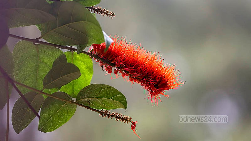 “Monkey Brush” flowers bloom at the Botanical Garden in the Department of Botany at Curzon Hall. Photo: Abdullah al Momin