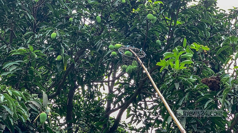 Guti mangoes are harvested according to the timetable set by the government in Rajshahi. These are the first mango variety to be harvested in the district this year.