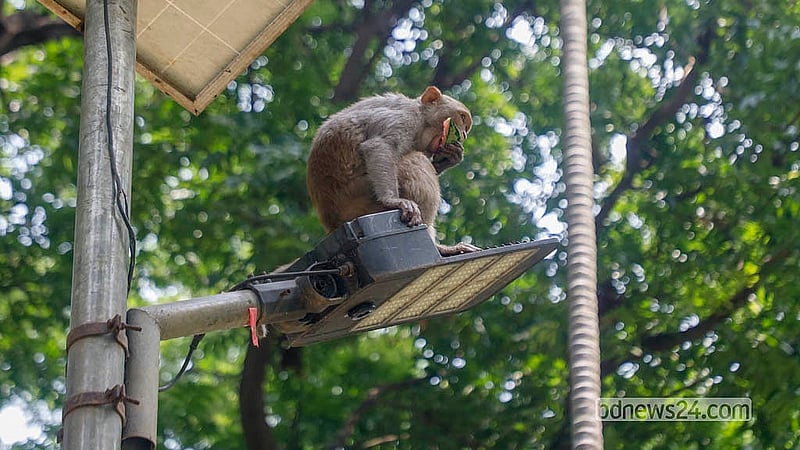 Passers-by and locals provide watermelon and other fruits to monkeys in Gandaria, Old Dhaka, amid the sweltering heat. Photo: Abdullah Al Momin