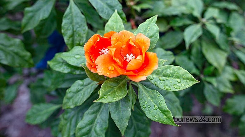 Flowers bloom on the rooftop garden of Building No. 1 at Bangladesh Medical University. Credit: Abdullah Al Momin