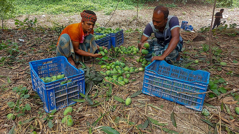 Mangoes are picked and sorted at an orchard in Rajshahi. Guti mangoes are the first variety to set off for market.