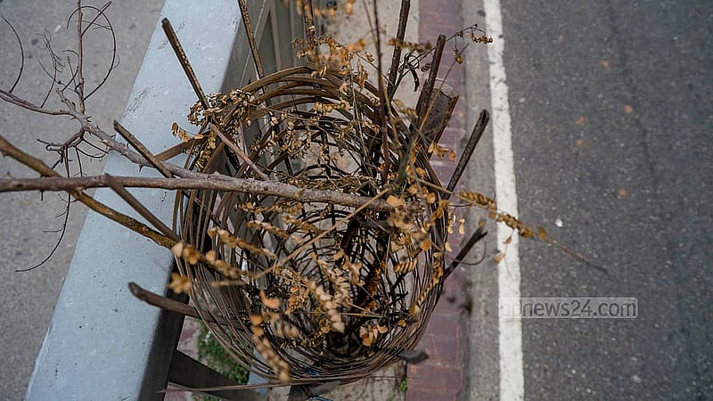 Fences have been put up to protect the trees recently planted in the road dividers on Dhaka’s Mirpur Road, but the lack of rain has dried up the spoil and caused the trees to wither. Photo: Mahmud Zaman Ovi