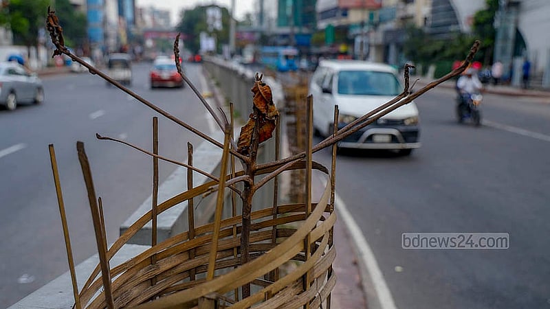 Fences have been put up to protect the trees recently planted in the road dividers on Dhaka’s Mirpur Road, but the lack of rain has dried up the spoil and caused the trees to wither. Photo: Mahmud Zaman Ovi