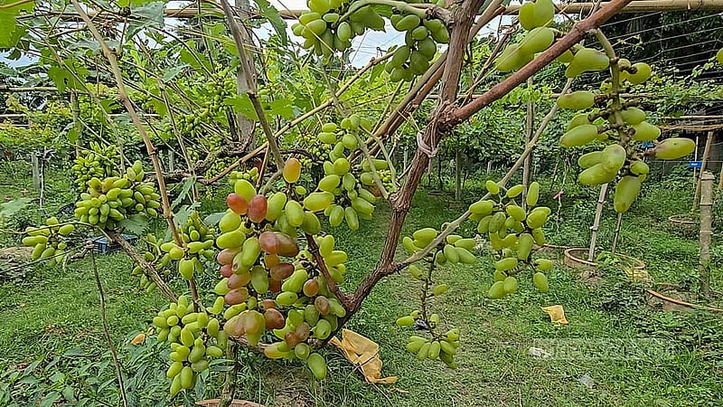 Rabbi sourced different varieties of grape saplings from an uncle living in Italy. Photo: Mofijur Rahman Shipon