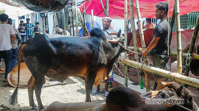 Traders bring sacrificial animals to the Postogola Shmashan Ghaat market before trading begins in full force.  Photo: Abdullah Al Momin